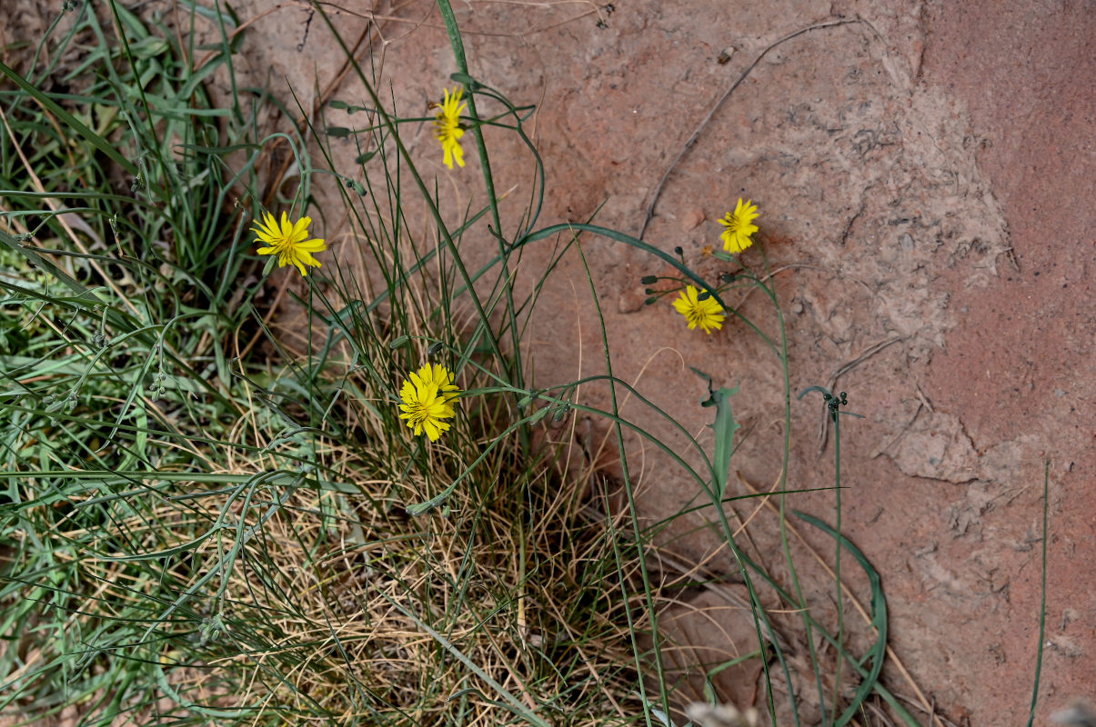 Image of Ixeridium chinense specimen.