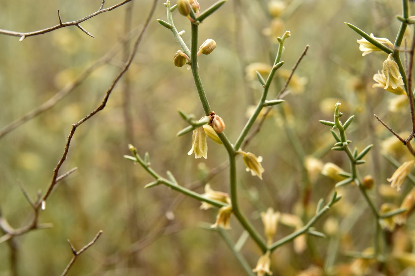 Изображение особи Asparagus breslerianus.