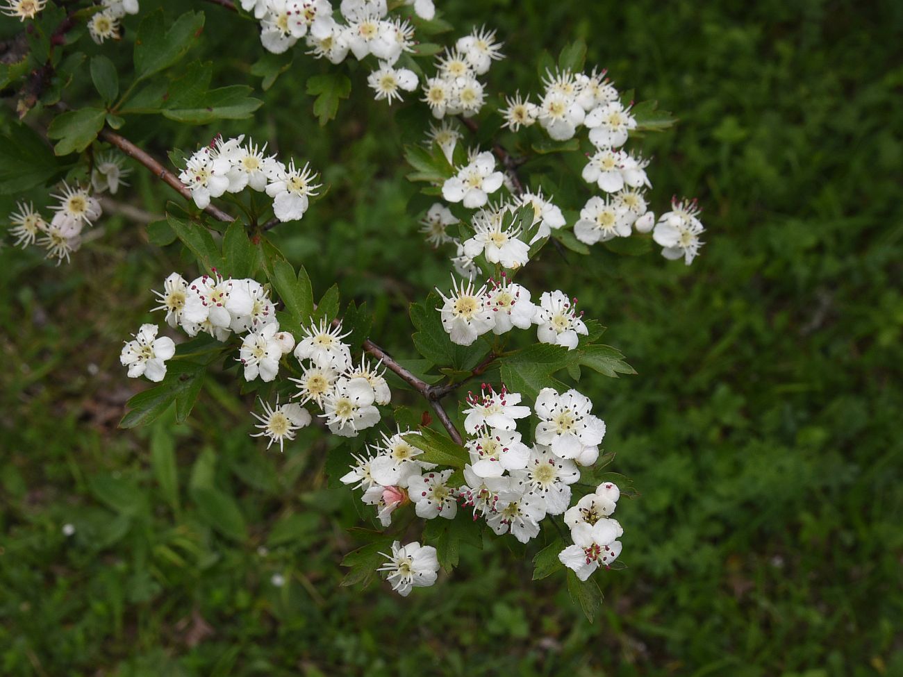 Image of genus Crataegus specimen.