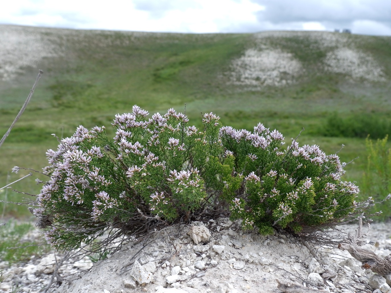 Image of Limonium cretaceum specimen.