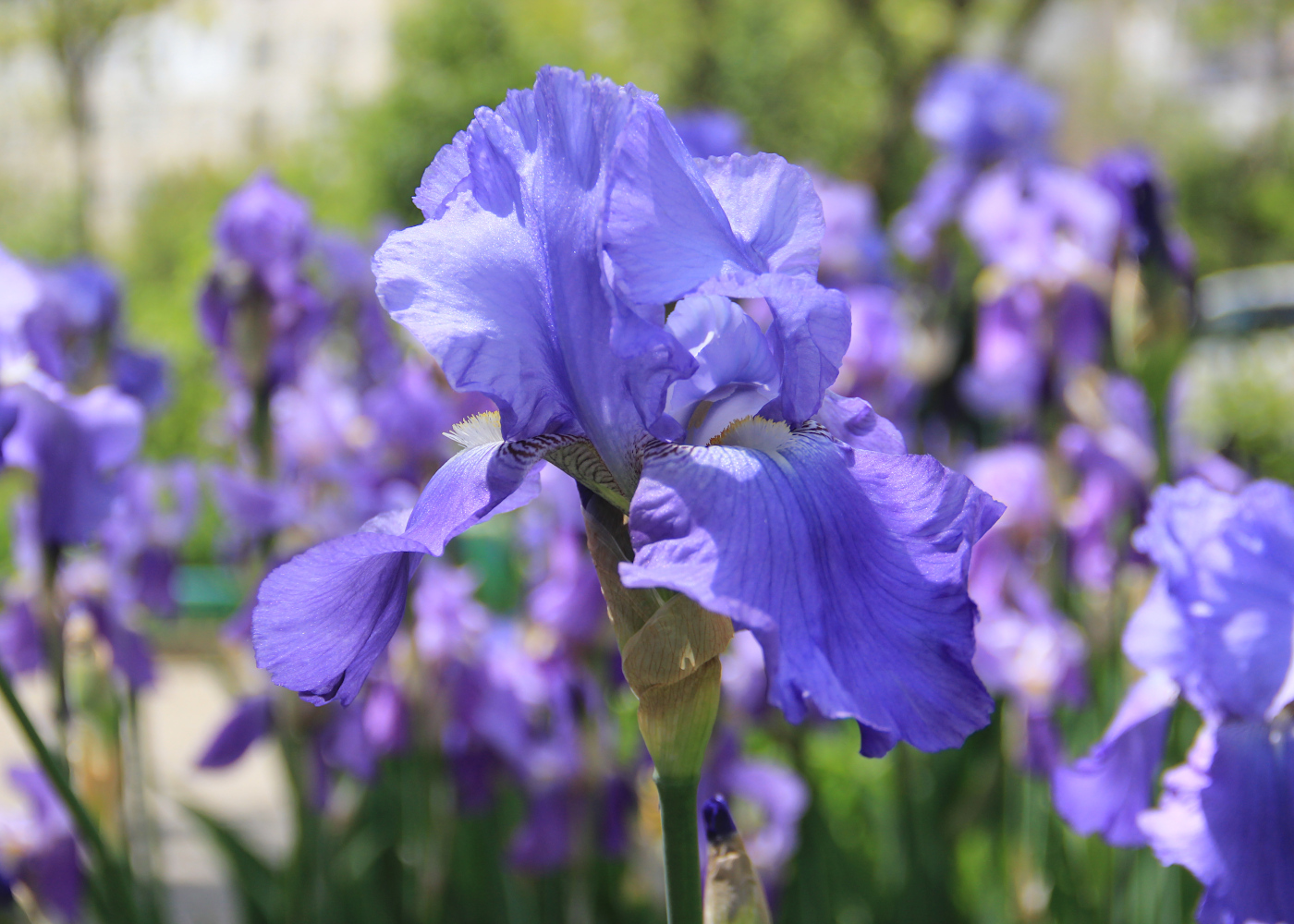 Image of Iris × hybrida specimen.