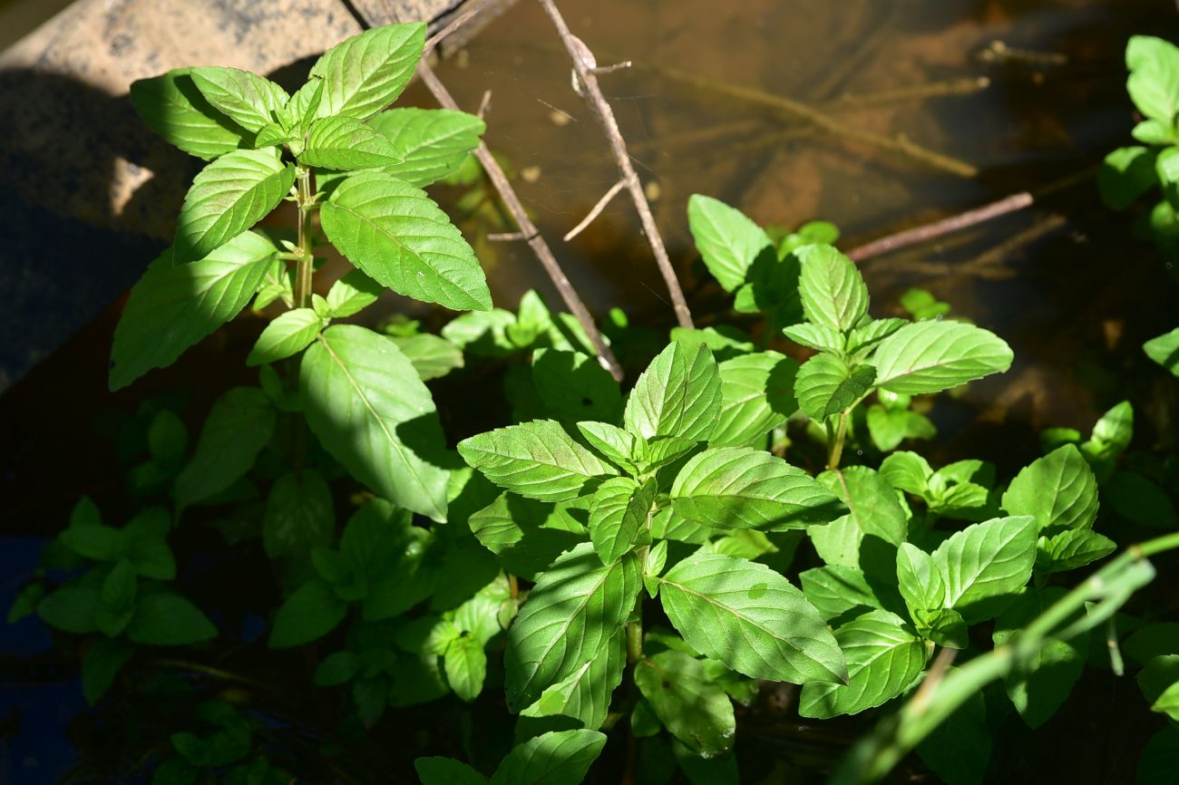 Изображение особи Mentha aquatica.