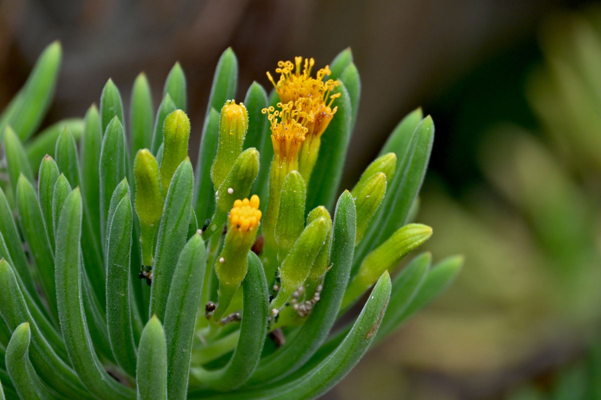 Image of Kleinia barbertonica specimen.