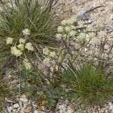 семейство Apiaceae. Цветущее растение. Карачаево-Черкесия, Карачаевский р-н, окр. оз. Шобайдак-Кёль (Мухинское), ≈ 3000 м н.у.м., альпийский луг, на пологом щебнистом склоне. 29.07.2026.