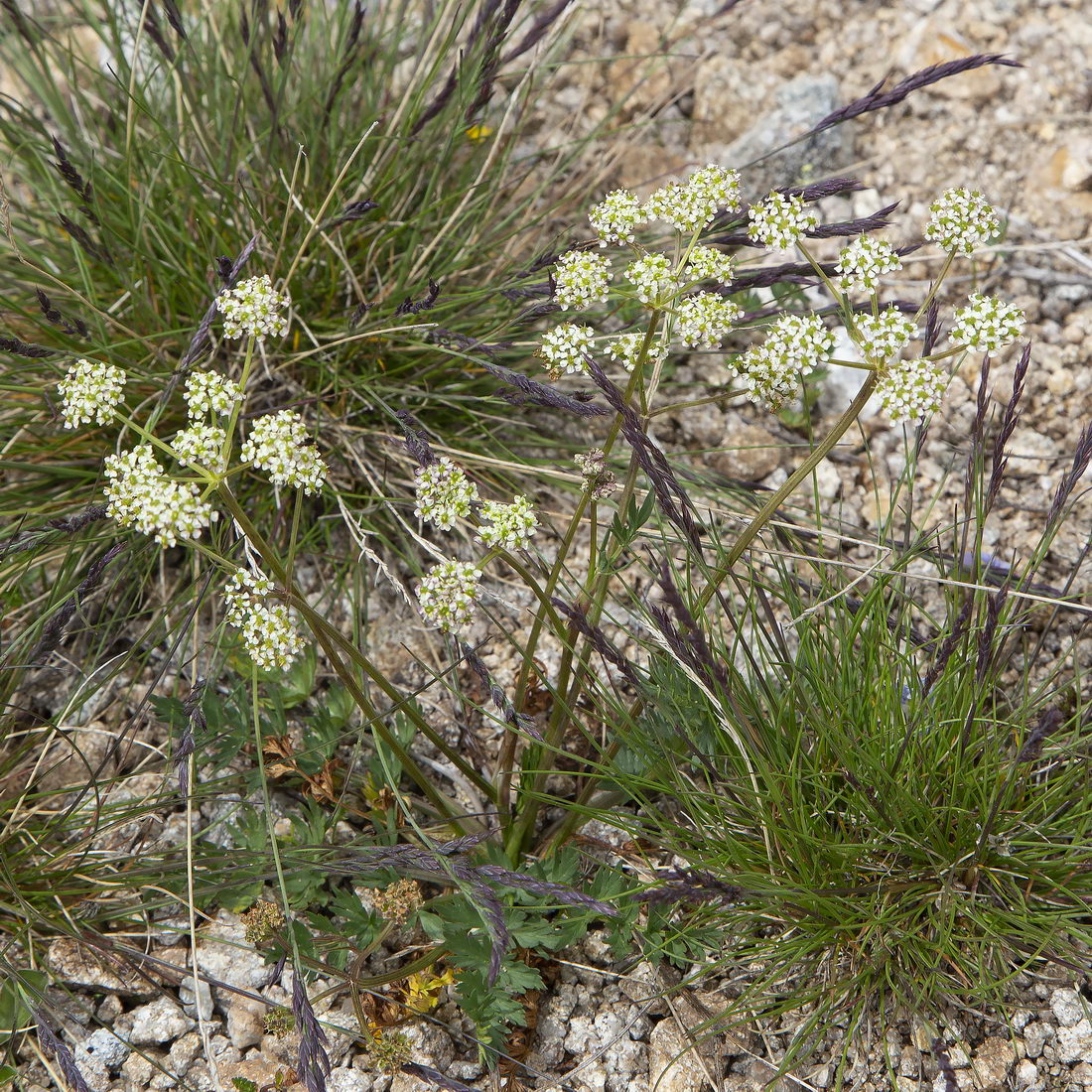 Image of familia Apiaceae specimen.