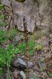 genus Asphodeline. Соплодие. Турция, ил Артвин, дер. Багджилар (Bağcılar), нижняя часть склона. 12 июня 2026 г.