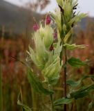 Castilleja hyparctica. Соцветие. Полярный Урал, дол. р. Б. Ханмей недалеко от устья р. Ханмейшор, слабо задернованный крупногалечный берег. 20.08.2026.