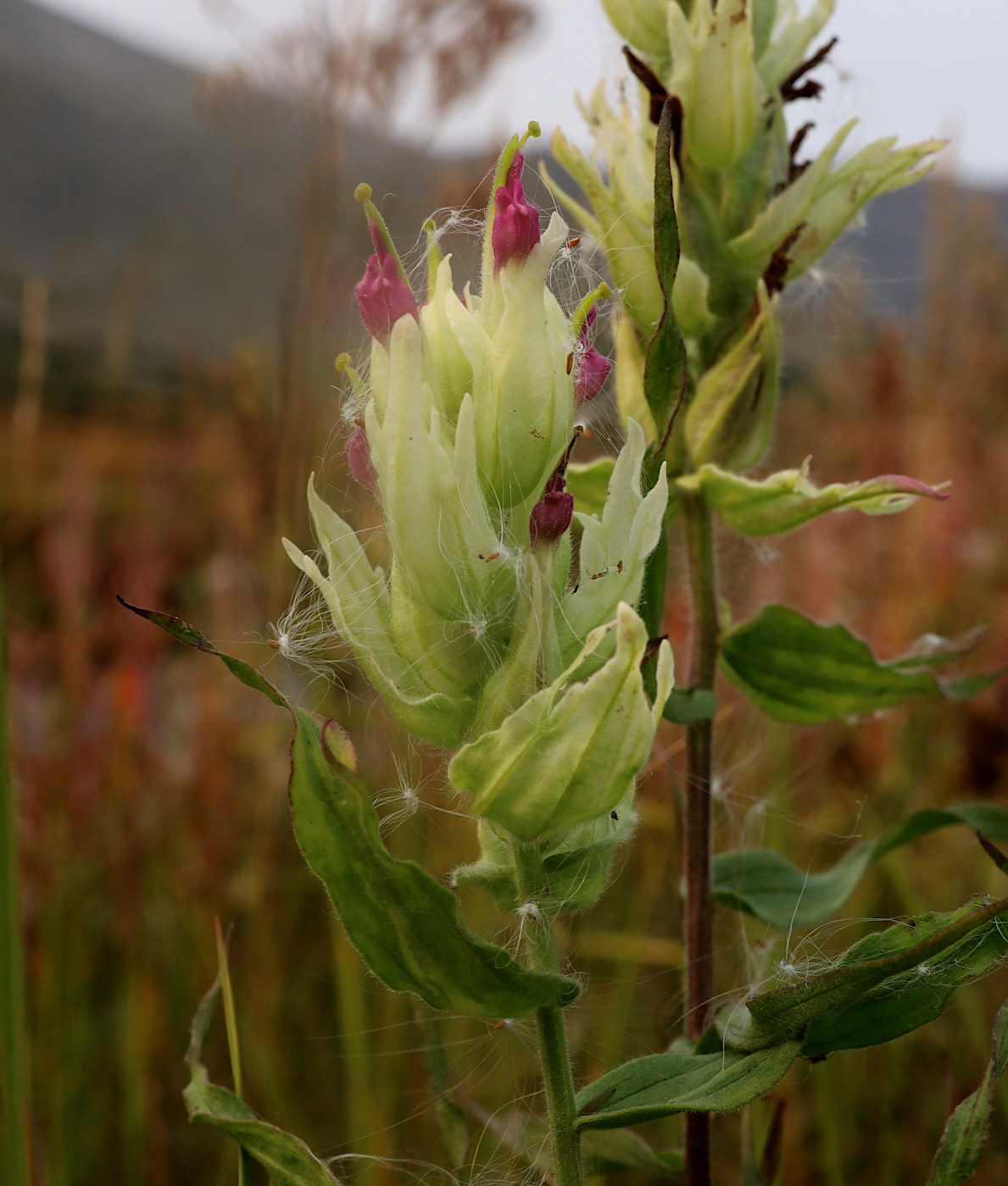 Image of Castilleja hyparctica specimen.