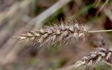 Cenchrus ciliaris. Соцветие. Португалия, о-в Мадейра, мыс Сан-Лоренцо, каменистый сухой склон. 12.06.2026.