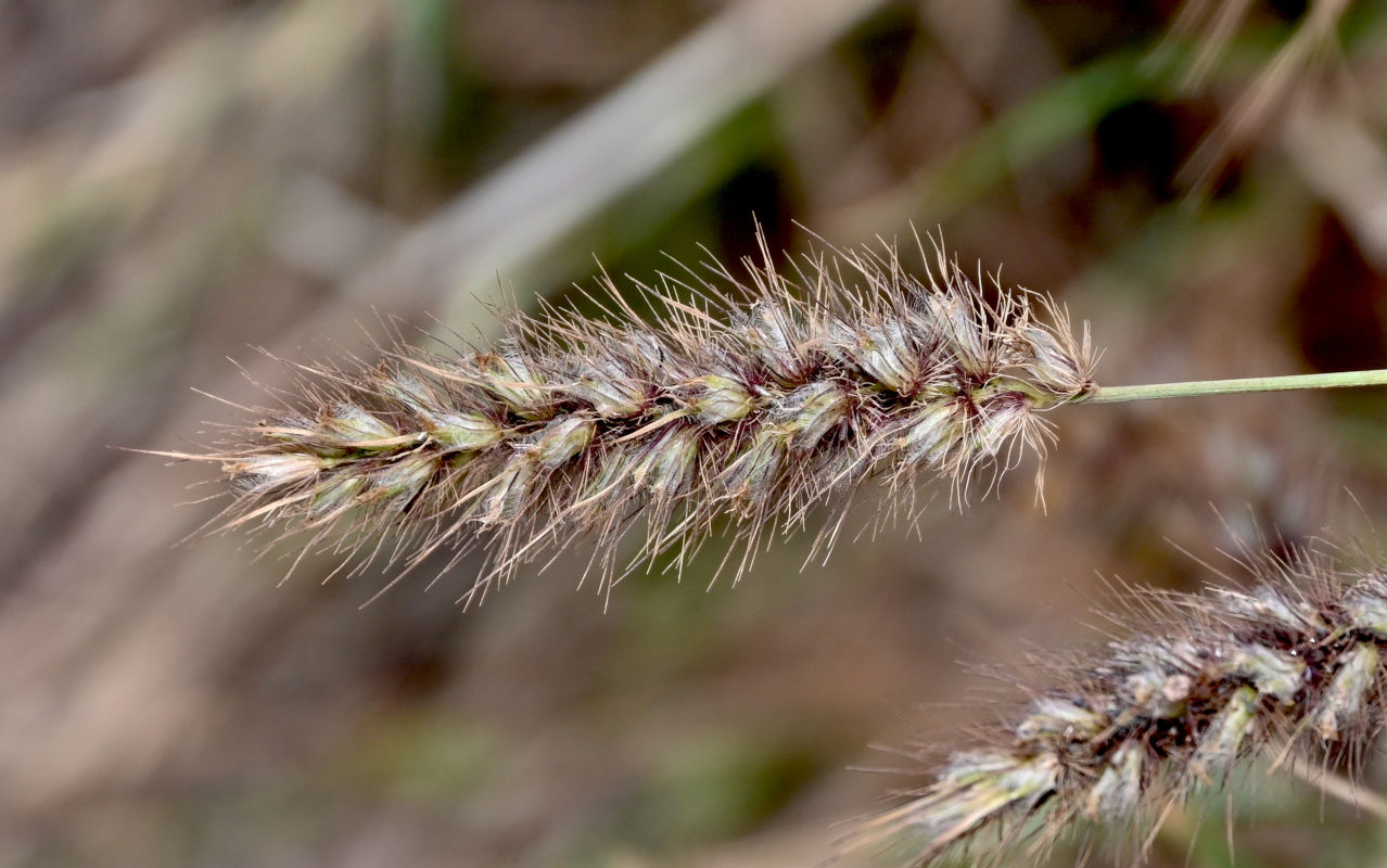 Изображение особи Cenchrus ciliaris.