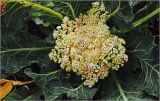 Brassica oleracea variety botrytis. Соцветие и части листьев на верхушке растения. Московская обл., Раменский р-н, окр. дер. Хрипань, садовый участок. 13.09.2026.