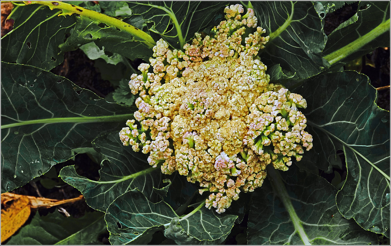 Image of Brassica oleracea var. botrytis specimen.