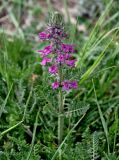 Pedicularis verticillata. Верхушка побега с соцветием. Китай, пров. Ганьсу, хр. Циляньшань, дол. Матисы, ≈ 2600 м н.у.м., луговой склон. 05.06.2025.