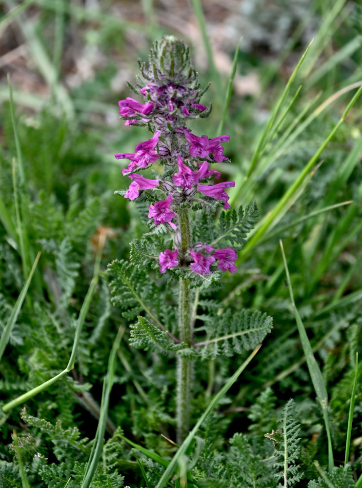 Image of Pedicularis verticillata specimen.