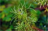 Cosmos bipinnatus. Верхушка побега с развивающимся соцветием ('Карусель'). Московская обл., Раменский р-н, окр. дер. Хрипань, садовый участок. 24.09.2026.