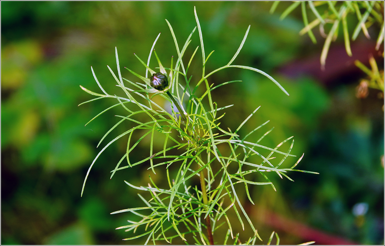 Изображение особи Cosmos bipinnatus.