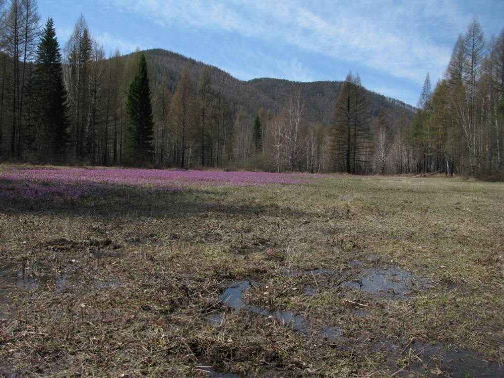 Image of Erythronium sajanense specimen.