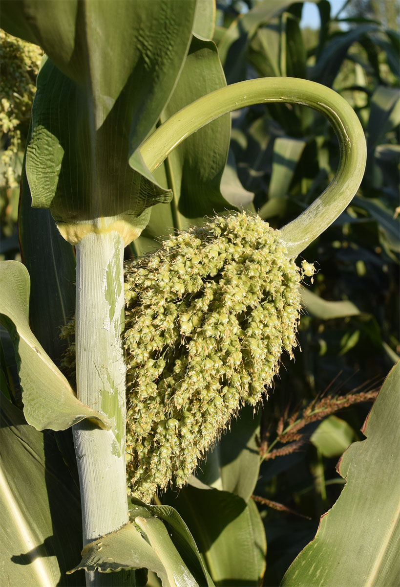 Image of Sorghum cernuum specimen.