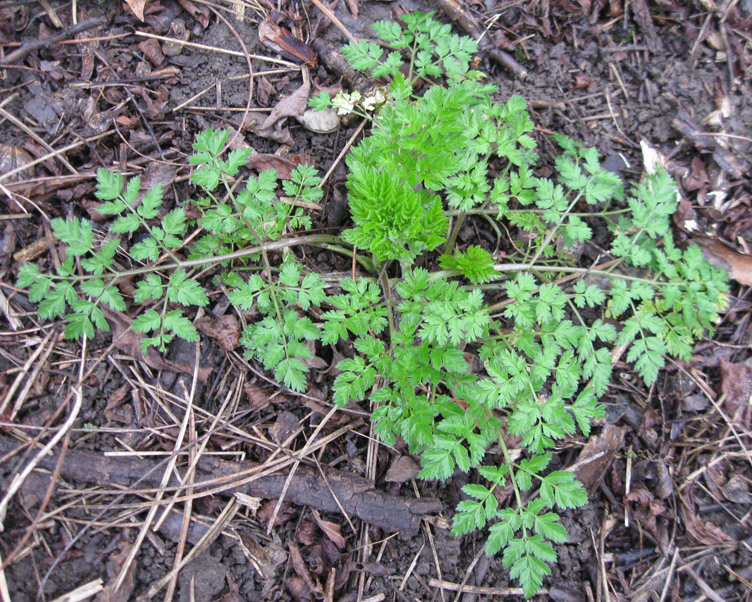 Изображение особи Anthriscus sylvestris.