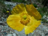 Papaver croceum