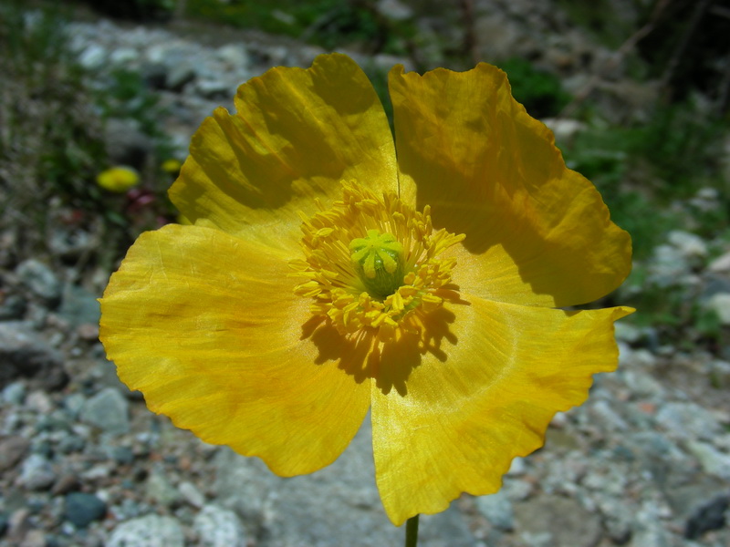 Image of Papaver croceum specimen.