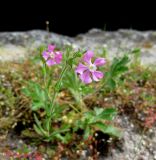 Pleconax conica