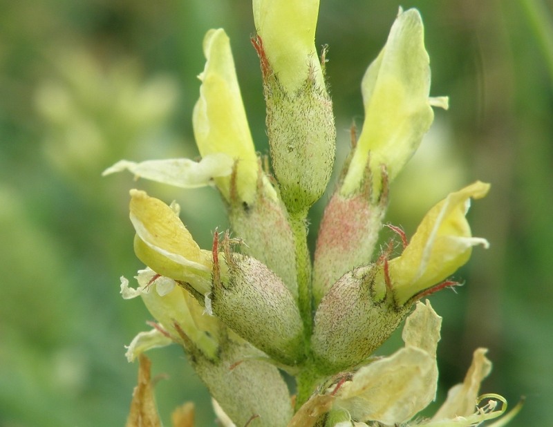 Изображение особи Astragalus cicer.