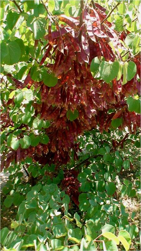 Image of Cercis griffithii specimen.