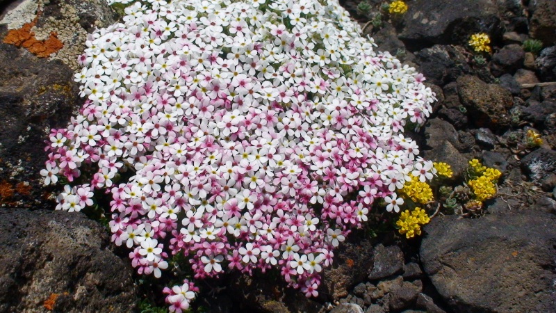Image of Androsace barbulata specimen.