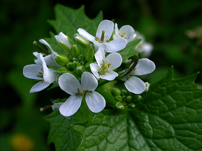 Image of Alliaria petiolata specimen.