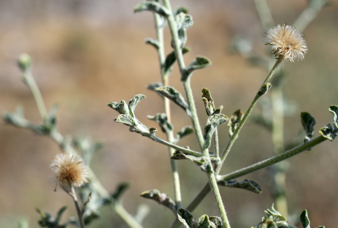 Image of Pulicaria salviifolia specimen.