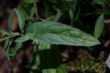 Epilobium lanceolatum