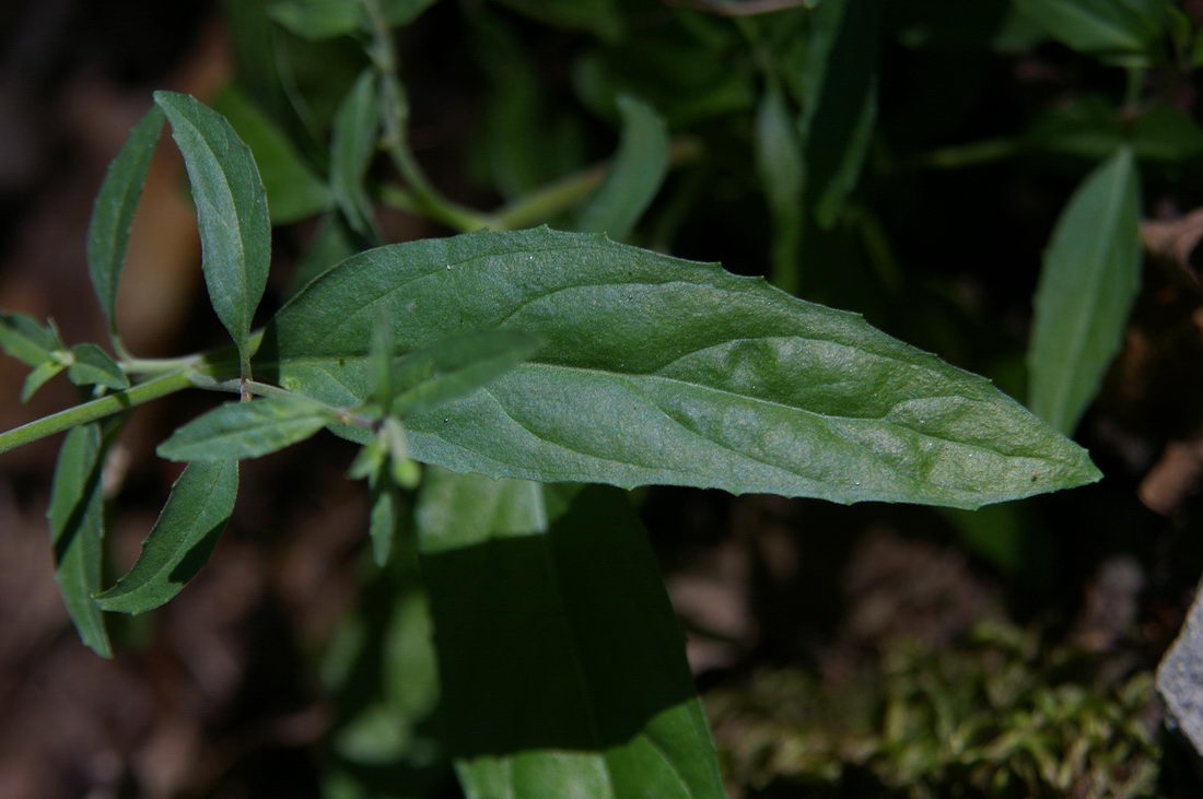 Изображение особи Epilobium lanceolatum.