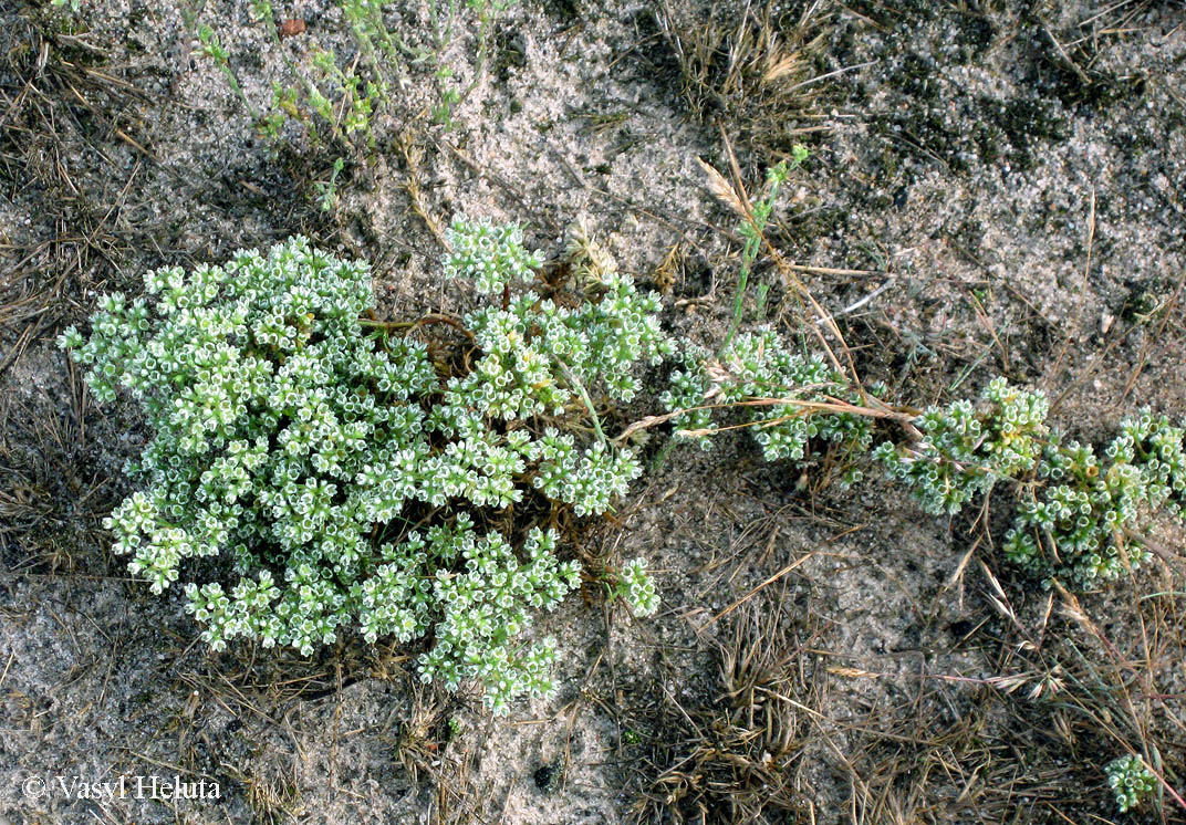 Изображение особи Scleranthus perennis.