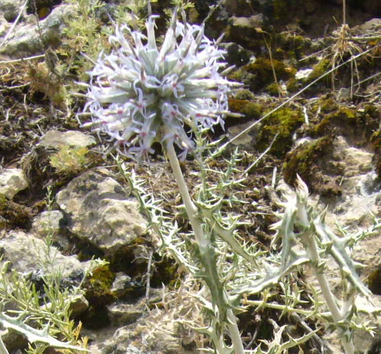 Изображение особи Echinops ritrodes.