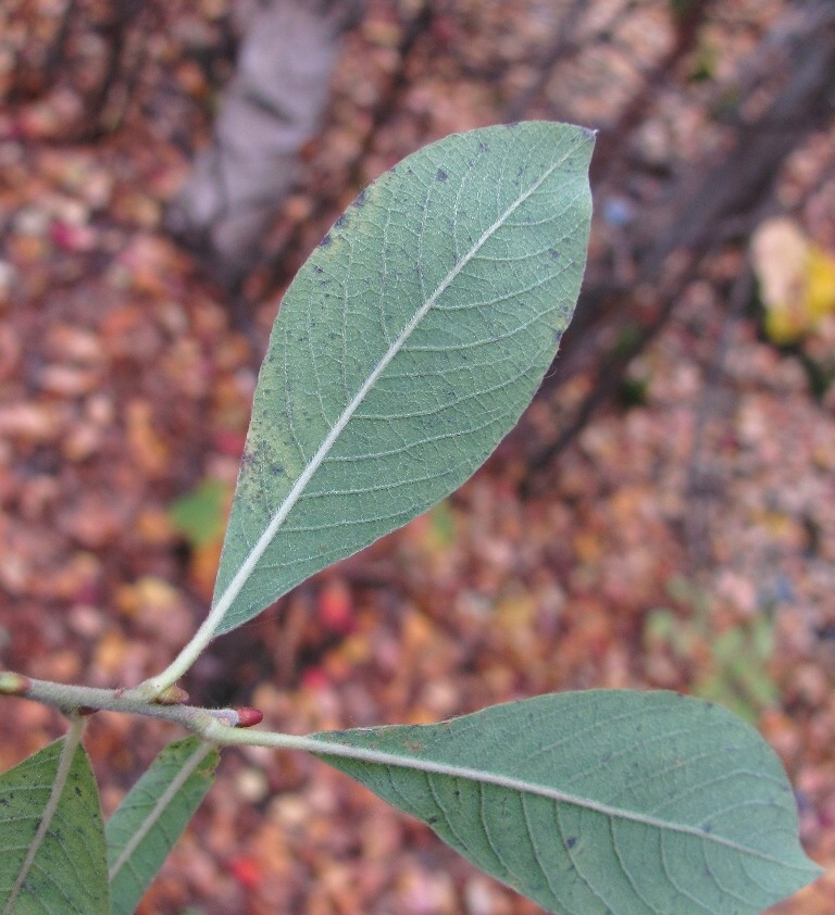 Image of Salix &times; ludificans specimen.