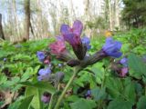 Pulmonaria obscura