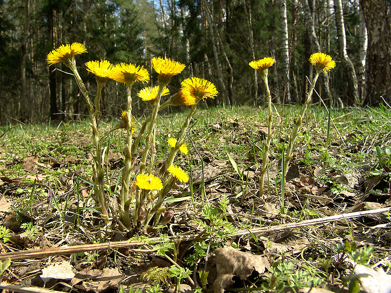 Изображение особи Tussilago farfara.