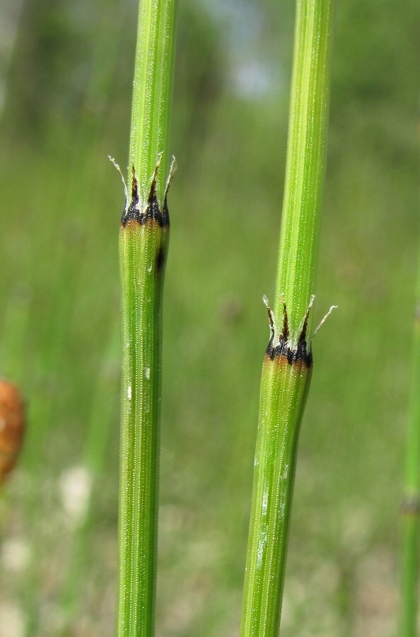 Изображение особи Equisetum variegatum.