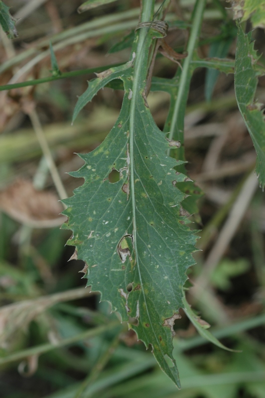 Image of Klasea sogdiana specimen.