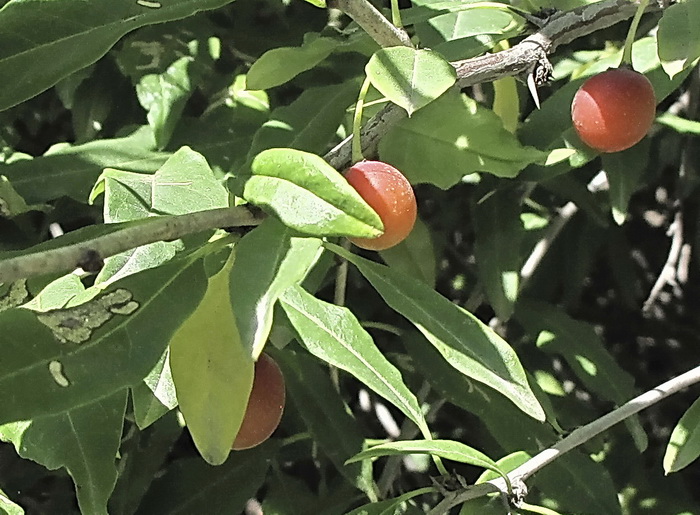 Изображение особи Prinsepia sinensis.