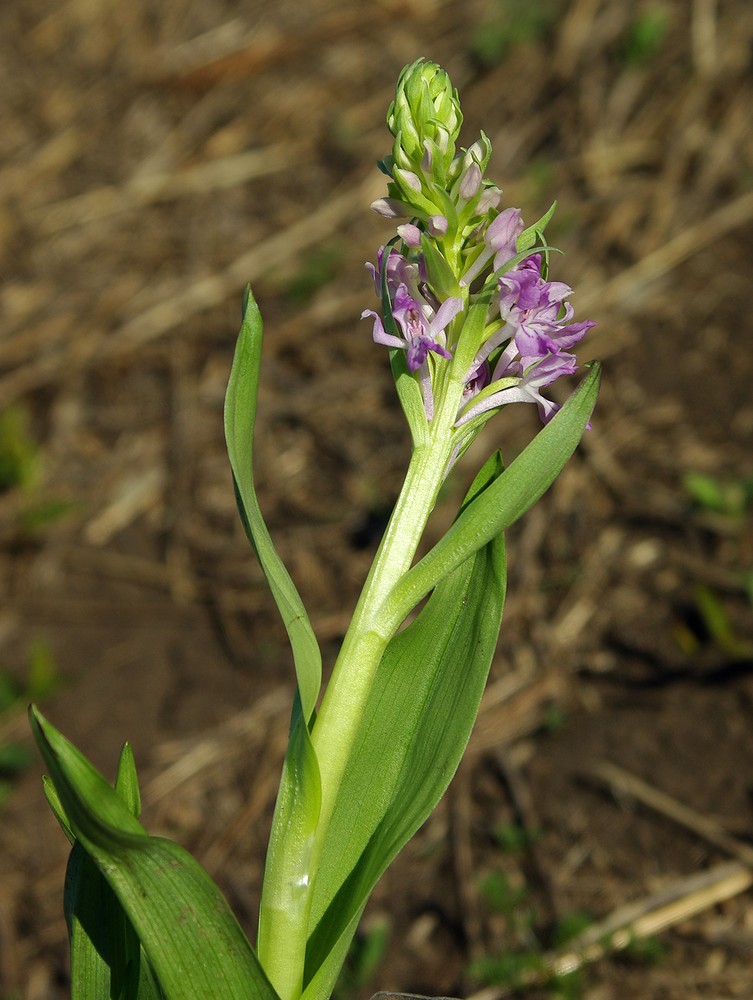 Image of Dactylorhiza umbrosa specimen.