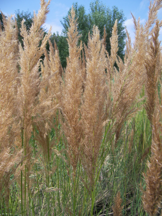Image of genus Calamagrostis specimen.