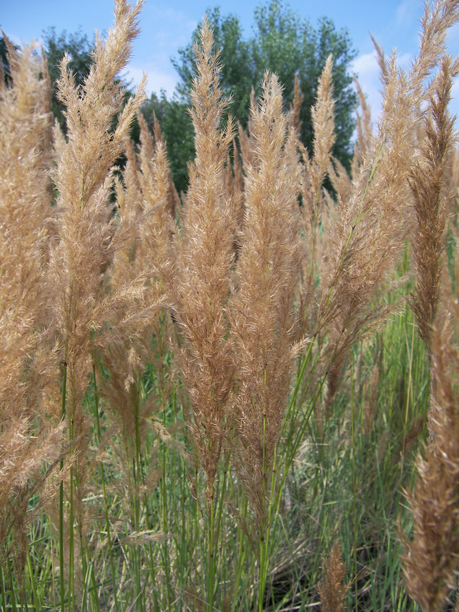 Изображение особи род Calamagrostis.