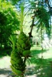 Larix sibirica