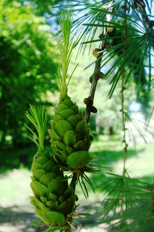 Image of Larix sibirica specimen.