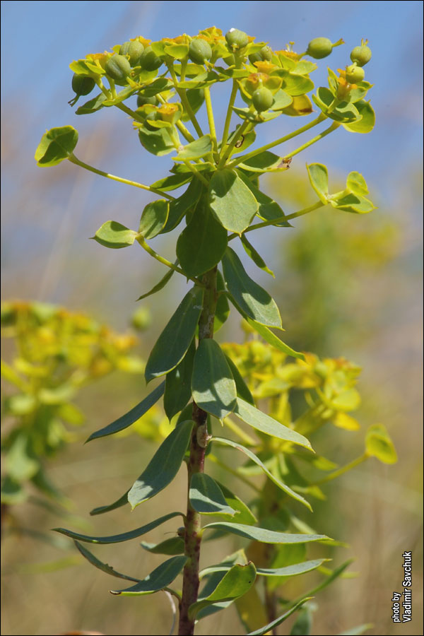 Изображение особи Euphorbia stepposa.