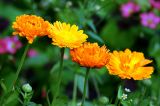 Calendula officinalis. Верхушки стеблей с соцветиями. Московская обл., дачный участок. 18.08.2008.