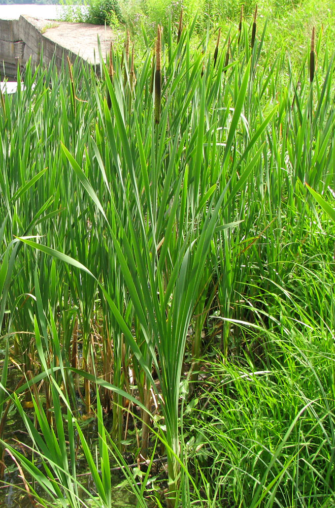 Изображение особи Typha latifolia.