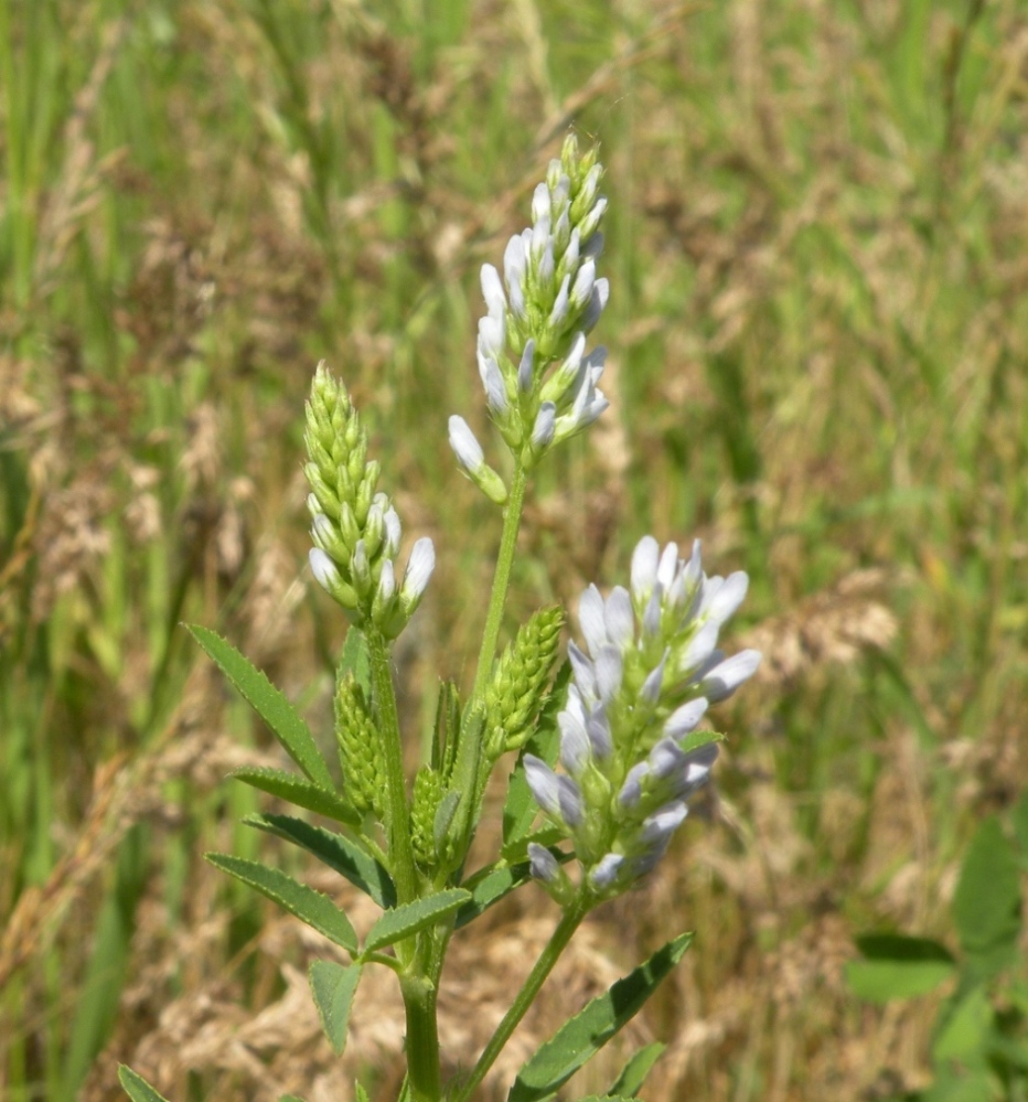 Изображение особи Trigonella procumbens.